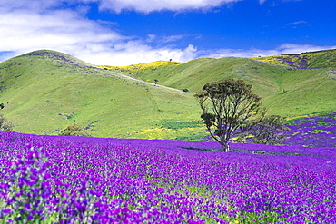 Viper's bugloss, Echium vulgare, Paterson's curse, Fleurieu Peninsula, South Australia