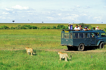 Jeep Safari tour, Tourists taking photographs of Cheetas, Kenya, Africa