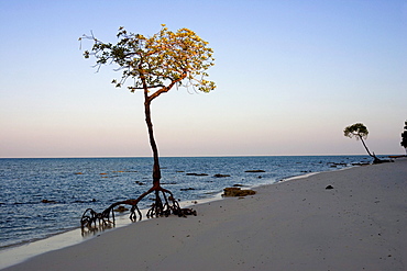 Mangrove bushes on beach 3 in the last evening-light, Havelock Island, Andaman Islands, India