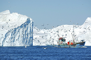 Fishing boat amongst icebergs, Ilulissat, Jakobshavn, Kaalalit Nunaat, Greenland