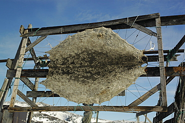 Coat for animal, Ilimanaq, Groenland