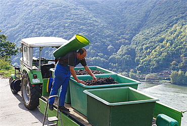 Man at vinetage at a mountainside, Rheingau, Hesse, Germany, Europe