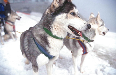 Sledge dogs, Stubai valley, Austria, Europe