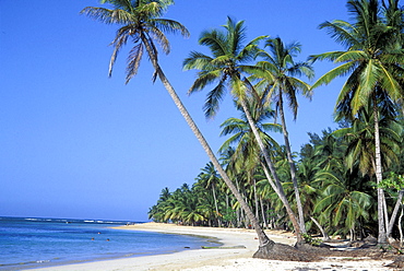 Palm beach Las Terrenas, Dominikanische Republik, Caribbean, America