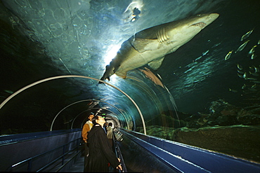 Shark in the Sydney Aquarium, Darling Harbour, Sydney, Sydney Harbour, New South Wales, Australia