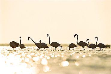 Greater Flamingoes at sunrise, Phoenicopterus ruber, Camargue, France, Europe