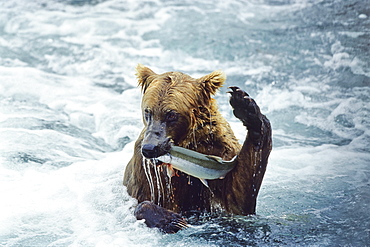 Grizzly with Salmon, Ursus arctos, Brooks River, Katmai Nationalpark, Alaska, USA