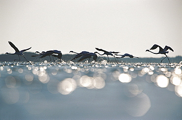 Pink flamingos, Phoenicopterus flying over Camargue, France