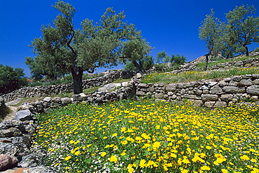 Olive grove and flower meadow, Turkey