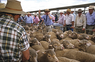 Bendigo sheep sales, men in summer shirts and hats bidding for sheep at sheep auction in Bendigo, Victoria, Australien