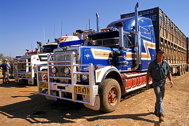 Road train, Cattle trucking, Lansdowne Station, Kimberley, Western Australia, Australia