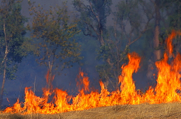 Bush fire in savannah, Kimberley, West Australia, Australia