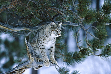 Bobcat, Red lynx sitting on a branch, Lynx rufus, Animals