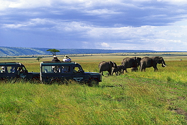 Elephant Safari tour with jeep, Kenya, Africa