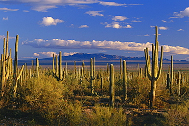 Saguaro Cacti, Sonora Desert, Saguaro National Monument, Arizona, USA