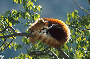 Kleiner Pandabaer, Katzenbaer, Ailurus fulgens, China, Asia