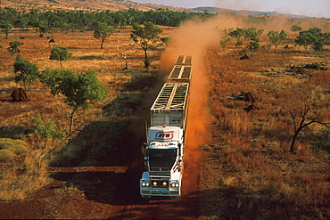 Road train in the desert, Cattle transport, dirt road of Kimberleys, Kimberley, Western Australia, Australia