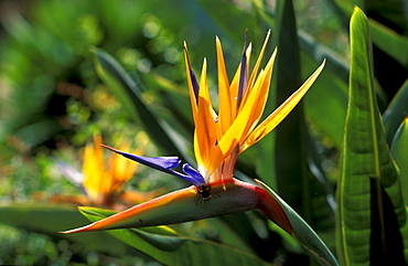 Botanic Garden, Jardim Bonatico, Strelitzia reginae, Funchal, Madeira, Portugal