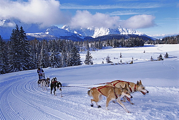 Dogsled Race in the Dolomites, Alpencross, South Tyrol, Italy