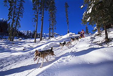 Dogsled Race in the Dolomites, Alpencross, South Tyrol, Italy