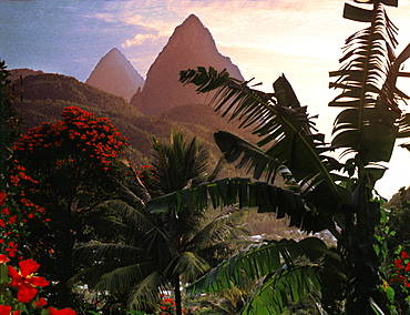 Palm trees and the mountains Two Pitons at sunset, Soufriere, St. Lucia, Carribean, North America