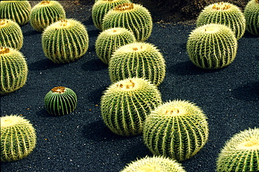 Cactus garden, Lanzarote, Canary Islands, Spain