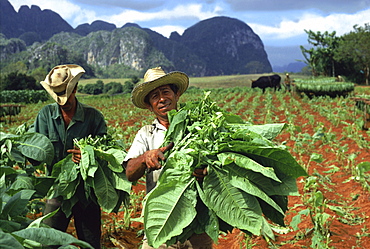 Tobacco harvest in Vinales Valley, Pinar del Rio, Cuba, Carribean