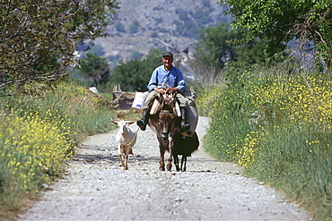 Farmer on donkey, Lassithi-Plateau, Crete, Greece