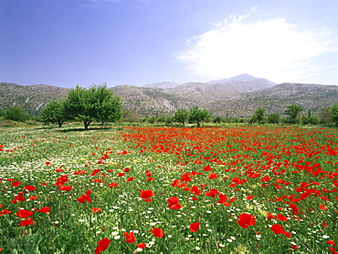 Blooming flower Meadow, Dikti Mountains, Lassithi Plateau, Crete, Greece