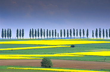 Europe, Germany, Lower Saxony, canola fields and avenues of trees near Duderstadt, Eichsfeld