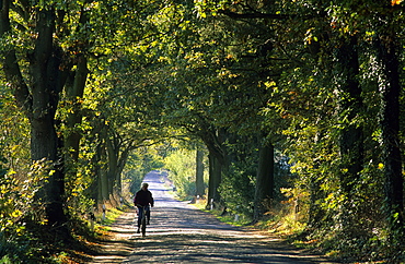 Europe, Germany, Mecklenburg-Western Pommerania, isle of Ruegen, tree alley near Zirkow