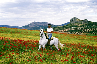 Horse rider in a poppy field near Puerto Lopez, Province Granada, Andalusia, Spain