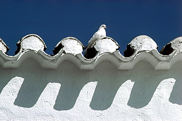 Dove, El Jardin, white village, Province Almeria, Andalusia, Spain