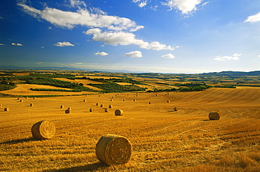 Cornfields near Tafalla, near Pamplona, Navarra, Spain