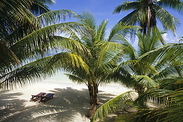 Coconut Trees and Beach Chairs, Rino's Beach Bungalows, Aitutaki, Cook Islands