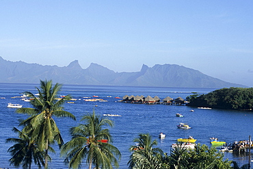 Coconut Trees, Yachts & Moorea, View from Sofitel Maeva Beach Resort, Tahiti, French Polynesia