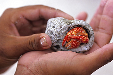 Holding Crab in Shell, Bora Bora, French Polynesia