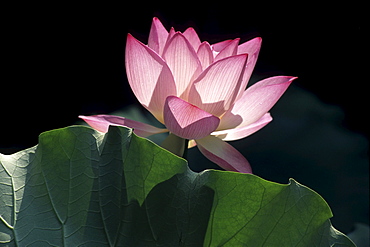 Lotus Flower, Lou Lim Ieoc Garden, Macau