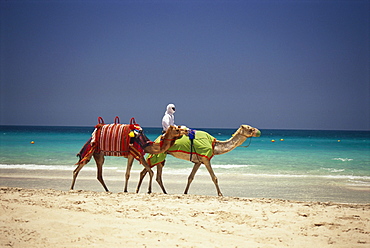 A local man riding a camel on the beach, Jumeirah Beach, Dubai, United Arab Emirates