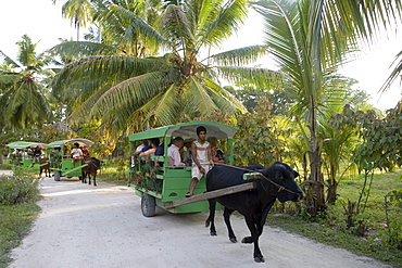 Tourist Transfer on Ox Carts, Union Plantation, La Digue Island, Seychelles