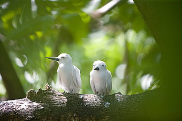 White Fairy Terns at Cousin Island, Cousin Island Special Reserve, near Praslin Island, Seychelles