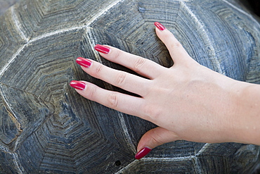 Manicured Hand on Tortoise Shell, Curieuse Marine National Park, near Praslin Island, Seychelles