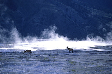 Elk on Minerva Terrace, Mammoth Hot Springs, Yellowstone National Park, Wyoming, USA