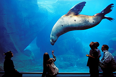 Steller sea lion and people at aquarium Sealife Center Seward, Alaska, USA, America