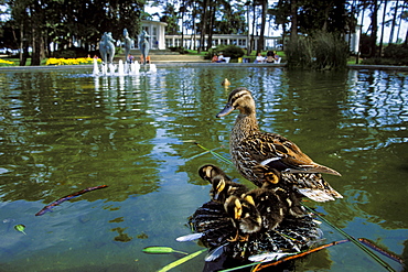 Mallard with chicks, Anas platyrhynchos, Timmendorf, Schleswig Holstein, Germany