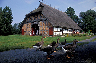 Typical house with thatched roof, open air museum, Klockenhagen, Mecklenburg-Pomerania, Germany, Europe