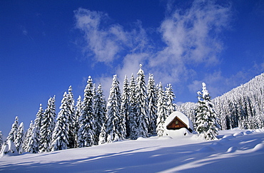 Deeply snow covered alpine hut with winter forest, Gosau, Dachstein range, Upper Austria, Austria