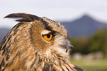 Close-up of an eagle owl at Falkenhof Brauneck, Lenggries, Bavaria, Germany, Europe