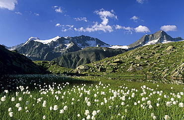 cotton grass with summits of Wilder Pfaff and Zuckerhuetl, Stubai range, Tyrol, Austria