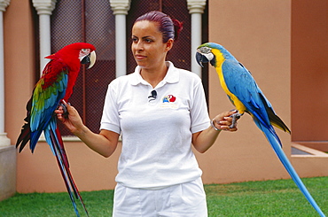 Parrot show, Loro Parque, Puerto de la Cruz, Tenerife, Canary Islands, Spain